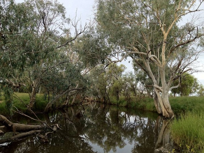 Photograph of a section of Barcoo River, at Tambo, central west Queensland. Kennedy renamed the river after Mitchell initially called it Victoria, believing it to be the same river discovered by Wickham in 1839. The Barcoo is mentioned in some of Banjo Paterson's poems (notably Saltbush Bill and A Bush Christening) and the Barcoo Salute - brushing away the ever present flies from the face with either hand - is named after the river (there is also a biography by Patsy Adam-Smith called The Barcoo Salute) Source: Wikipedia