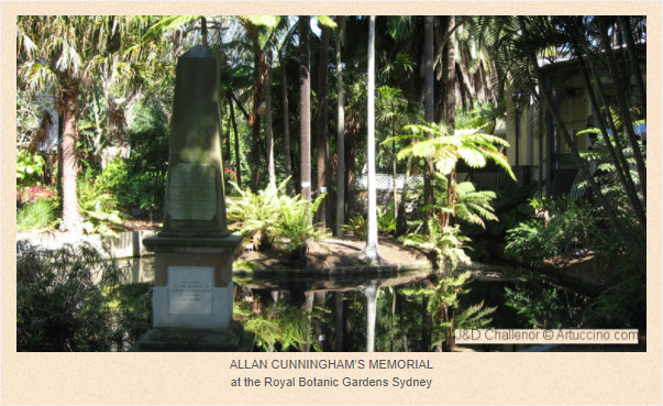 Photograph of Allan Cunningham's Obelisk at the Royal Botanic Gardens in Sydney. Cunningham was originally buried in the Devonshire Street Cemetery in Sydney. His remains were reinterred in an obelisk erected to honour him, which is located in the Royal Botanic Gardens, Sydney. Image Source: J&D Challenor The Allan Cunningham Project. Information Source: The Sydney Morning Herald, Saturday 29 July 1901 page 9