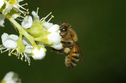 A foraging honey bee, Apis mellifera, similar to the ones Frank Armstrong took so much pride in. Source: Australian Museum website
