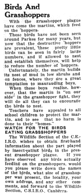 With summer approaching Parkes region in the middle of a grasshopper plague. However the plague also attracted its possible solution - martins - birds that feed on grasshoppers. CSIRO was also asking for assistance in identifying other birds that eat insects. Source: Parkes Champion Post Monday, November 9, 1953 page 1